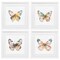 Stupell Industries Watercolor Butterfly Forms 4pc Framed Print Under Glass Set, design by Kim Allen